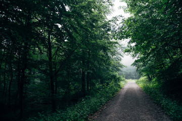 Fototapeta premium Deep Emerald Summer Forest, Lush Green Woodland Canopy with Vibrant Foliage in Soft Natural Dappled Light
