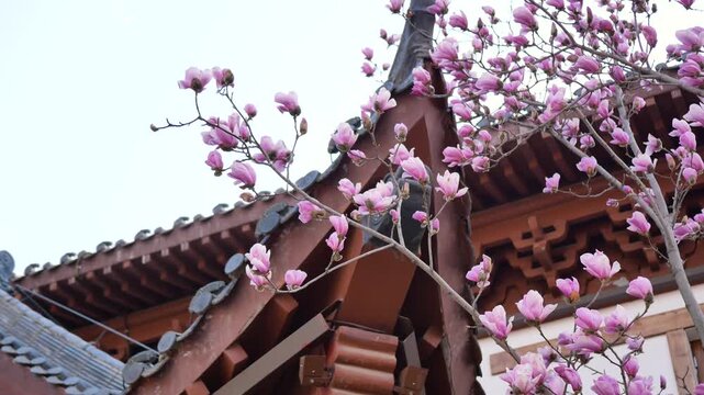 Spring magnolia flowers are in full bloom