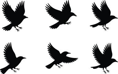 Obraz premium Flying bird silhouette set crow raven vector collection multiple poses wings spread black isolated wildlife illustration design elements