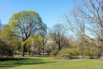 Obraz premium A scenic view of a tranquil urban park during early spring, featuring budding green trees, a lush lawn, and a classic building peeking through the skeletal branches.