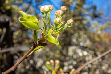 A macro shot captures delicate pink and white flower buds of a fruit tree emerging from soft green leaves against a vibrant blue sky, signaling the arrival of spring.