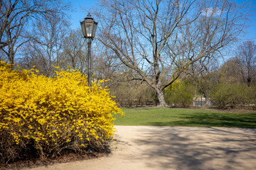 A vibrant yellow forsythia bush blooms brilliantly under a classic black lamppost in a serene park during early spring, set against a clear blue sky and budding trees.
