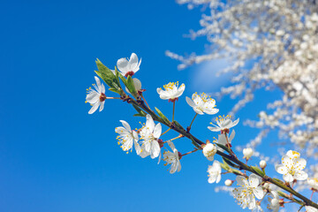 A delicate branch of blooming white cherry flowers stretches across a vibrant, clear blue sky, capturing the essence of spring renewal and natural floral beauty.