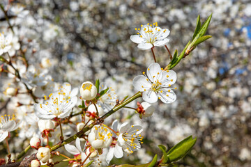 A sun-drenched close-up of delicate white cherry blossoms blooming on a slender branch against a soft-focus floral background, capturing the essence of early spring.