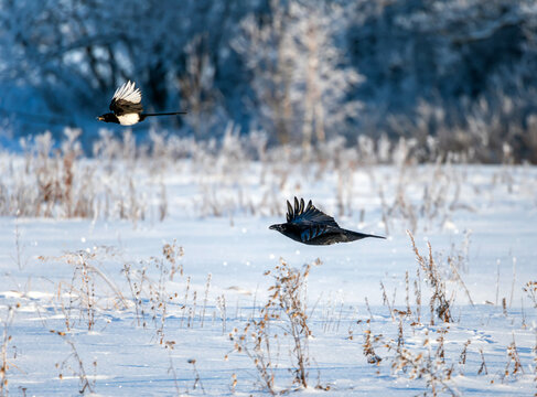 A black raven flies over a winter snowy field after a magpie.