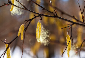 Naklejka premium Birch and alder catkins spray a cloud of fine golden allergic pollen against a sunny sky in a spring park
