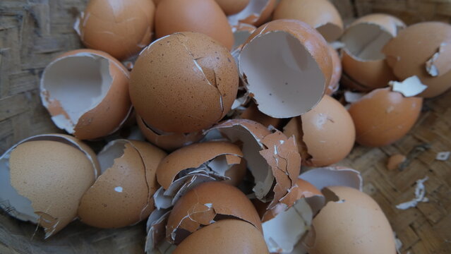 A collection of chicken eggshells. This is a great organic fertilizer for plants.