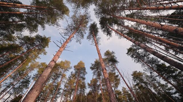 Looking up at tall pine trees against blue sky