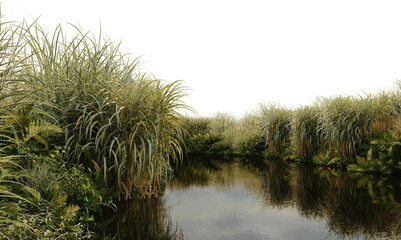 Obraz premium Plants on the edge of swamps on a transparent background