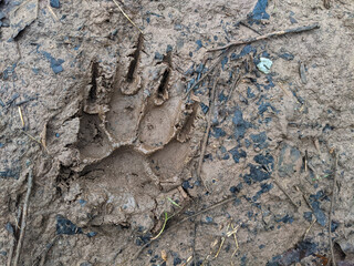 A close-up of a large muddy paw print with claws from a dog on wet ground outside during the day. © Matt