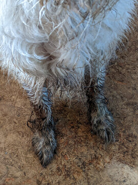 A close-up of a wet white dog with dirt and mud all over her paws and legs inside a farmhouse.