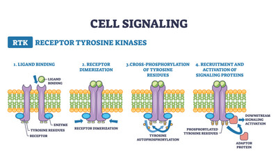Cell signaling RTK pathway shows ligand binding, receptor dimerization, and tyrosine autophosphorylation leading to adaptor protein activation, receptor, ligand, membrane, transparent background. © VectorMine