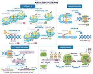 Obraz na płótnie Canvas Gene regulation USMLE overview maps epigenetic, transcriptional, and translational control, key visuals, DNA double helix, nucleosome histones, ribosome guiding mRNA to protein.