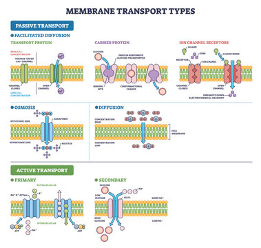 Membrane transport types for USMLE, lipid bilayer, ion channels, and carrier proteins illustrate diffusion, osmosis, and active transport across the cell membrane, transparent background.