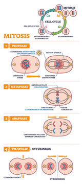 Mitosis USMLE outline shows prophase to telophase, highlighting chromosomes, spindle fibers, and centrosomes for study, transparent background.