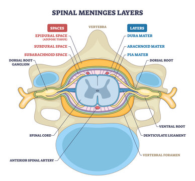 Spinal meninges layers cross-section shows protective coverings of the spinal cord dura, arachnoid, and pia plus spaces and vertebra context, transparent background.