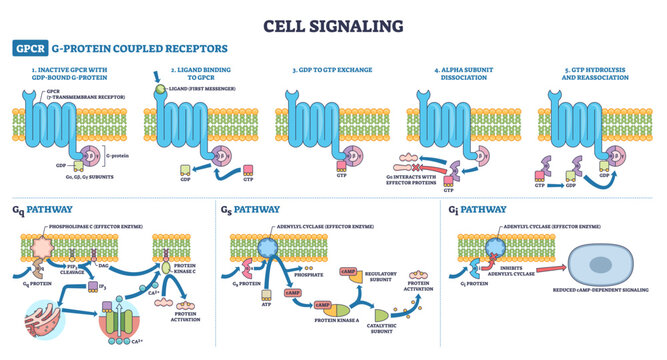 Cell signaling GPCR pathways show 7 TM receptor, G G protein, and plasma membrane guiding Gq, Gs, Gi activation from ligand to second messengers for exam prep, transparent background.