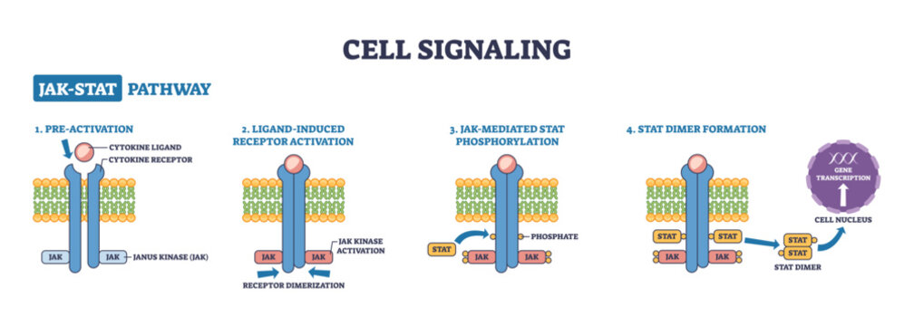 Cell signaling JAK-STAT pathway shows ligand-activated cytokine receptor triggering JAK phosphorylation and STAT dimer to nucleus, key, receptor, JAK kinase, STAT dimer, transparent background.