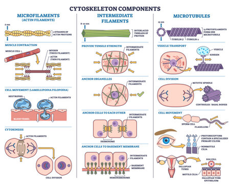 Cytoskeleton components USMLE, microfilaments, intermediate filaments, and microtubules linked to cell movement, division, and transport with labeled icons, transparent background.