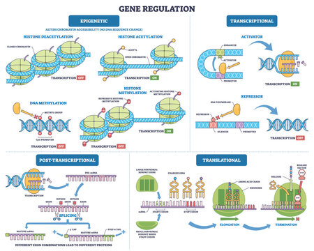 Gene regulation USMLE overview maps epigenetic, transcriptional, and translational control, key visuals, DNA double helix, nucleosome histones, ribosome guiding mRNA to protein.