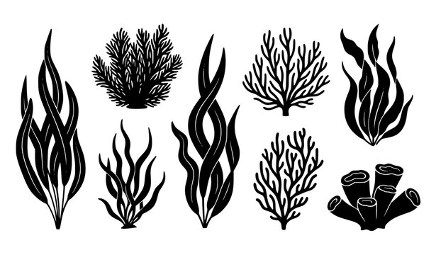 Aquarium seaweed silhouette vector set with underwater plants algae corals and marine decor icons