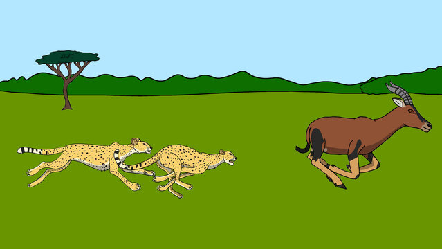 Southeast African cheetah: Brothers of the Golden Chase