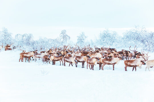 A herd of reindeer wanders through a snowy forest. Life in the Arctic.