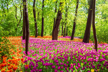 Fototapeta premium Blooming colorful tulips in the park. Tulip festival.