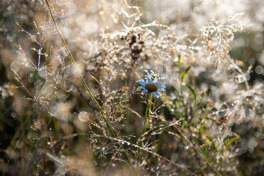 Dew-covered wild daisy and meadow grass sparkling in morning sunlight with soft bokeh background
