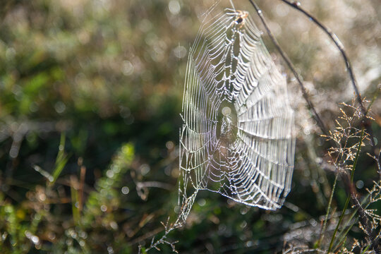 Dew-covered spider web glowing in morning sunlight in Danube Delta nature reserve, Romania