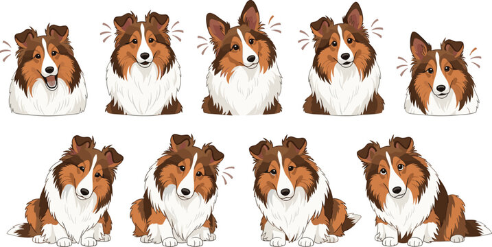 Shetland Sheepdog Vector Set Showing Collie Dogs with Different Facial Expressions and Poses, Cute and Playful Emotions, Isolated on White Background for Pet, Animal, and Dog Lover Designs
