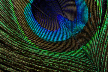 Fototapeta premium Extreme Close-up of Vibrant Peacock Feather Eye Pattern,A stunning macro photograph showcasing the intricate details, iridescent colors, and rhythmic texture of a peacock feather. The image captures.