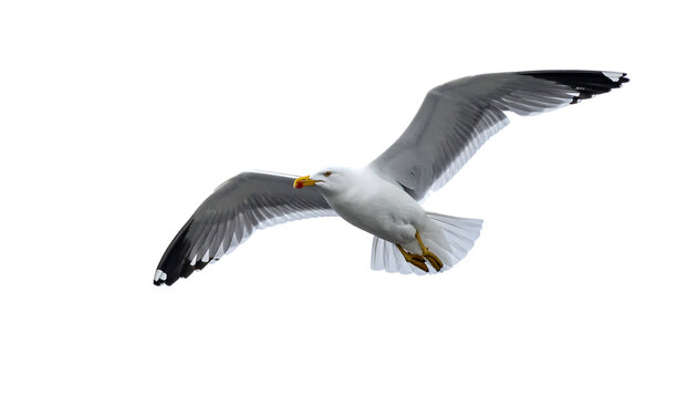 White and gray seagull flying with wings fully extended isolated on a transparent background bird