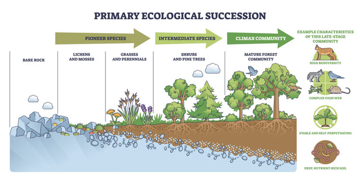 Primary ecological succession shown from bare rock to climax forest, highlighting soil development, transparent background.Key objects, rocks, lichens, trees.