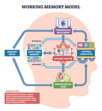 Working memory model concept, a brain flowchart linking sensory input, central executive, episodic buffer, and phonological loop, highlights control and integration, transparent background.