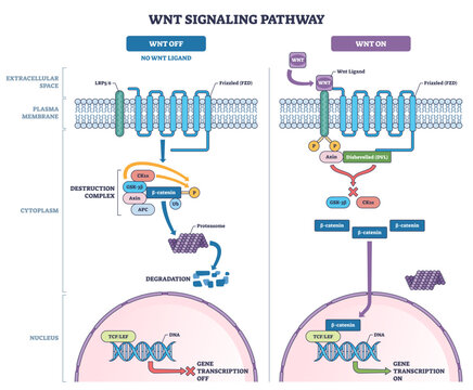 Wnt signaling pathway overview contrasts OFF vs ON, highlighting -catenin flow, Frizzled LRP receptors, and TCF-LEF gene transcription control, transparent background.
