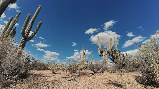 Ground Level Desert Time-Lapse With Saguaro Cactus And Fast Moving Clouds In Arizona 