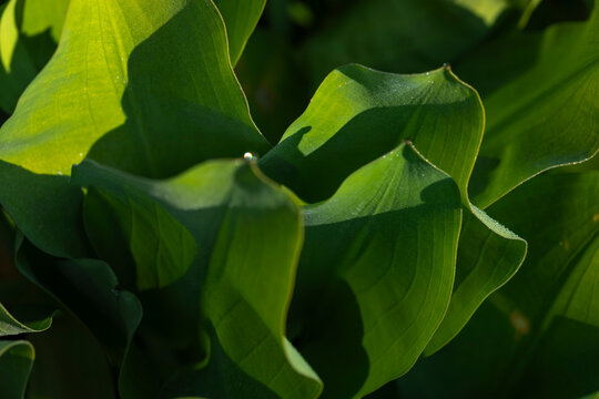 Fresh edible aquatic plant, Limnocharis flava leaf. Yellow Velvetleaf leaf (Limnocharis flava) in close-up.