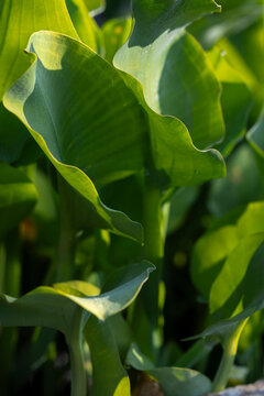 Fresh edible aquatic plant, Limnocharis flava leaf. Yellow Velvetleaf leaf (Limnocharis flava) in close-up.