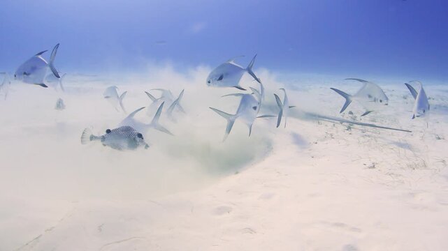 Southern stingray digging in the sand for food, followed by a school of permit and a boxfish
