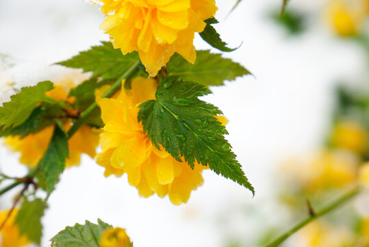 Close-up of a yellow kerria covered in fresh snow in a winter garden. The contrast between spring flowers and cold weather creates a unique seasonal scene. 