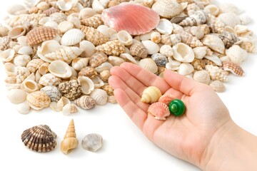 Fototapeta premium A hand holding colorful small seashells against a backdrop of a large pile of varied natural sea shells on a white background.