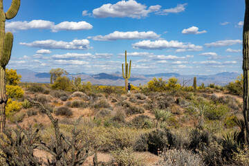 Man Hiking In The Arizona Desert On A Spring Day With Saguaro Cactus 