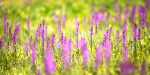 Fototapeta premium Elephant Head Wildflowers