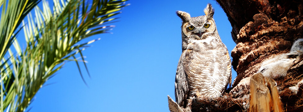 Desert Owl Roosting in Palm Tree Nest for Babies Young Owls Owle