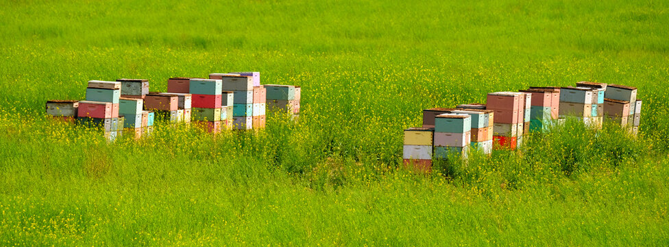 Beehive Boxes or Beehives Set in Green Field for Beekeeping or Bee Keeping to Pollenate Plants