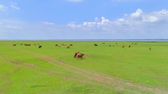 Herd of Thai domestic beef cattle grazing on green pasture Thailand