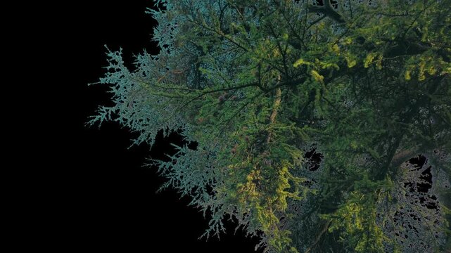 Isolated Large Pine Tree In Breeze Pre-Keyed With Alpha Channel