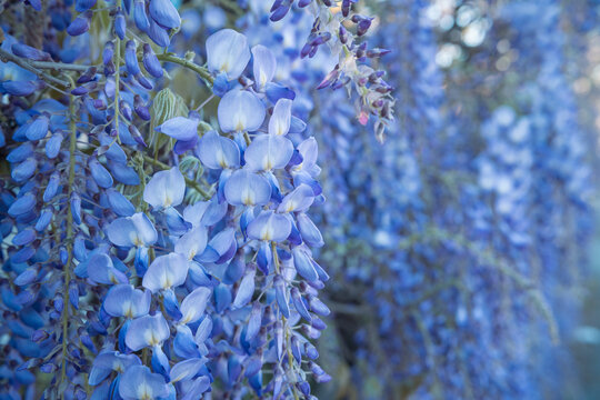Close-up of beautiful blooming wisteria flowers against a soft, blurred background. The image highlights the delicate purple petals and the elegant cascading structure of the blossoms