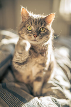 A cute domestic cat relaxing and sunbathing on a cozy bed bathed in warm sunlight